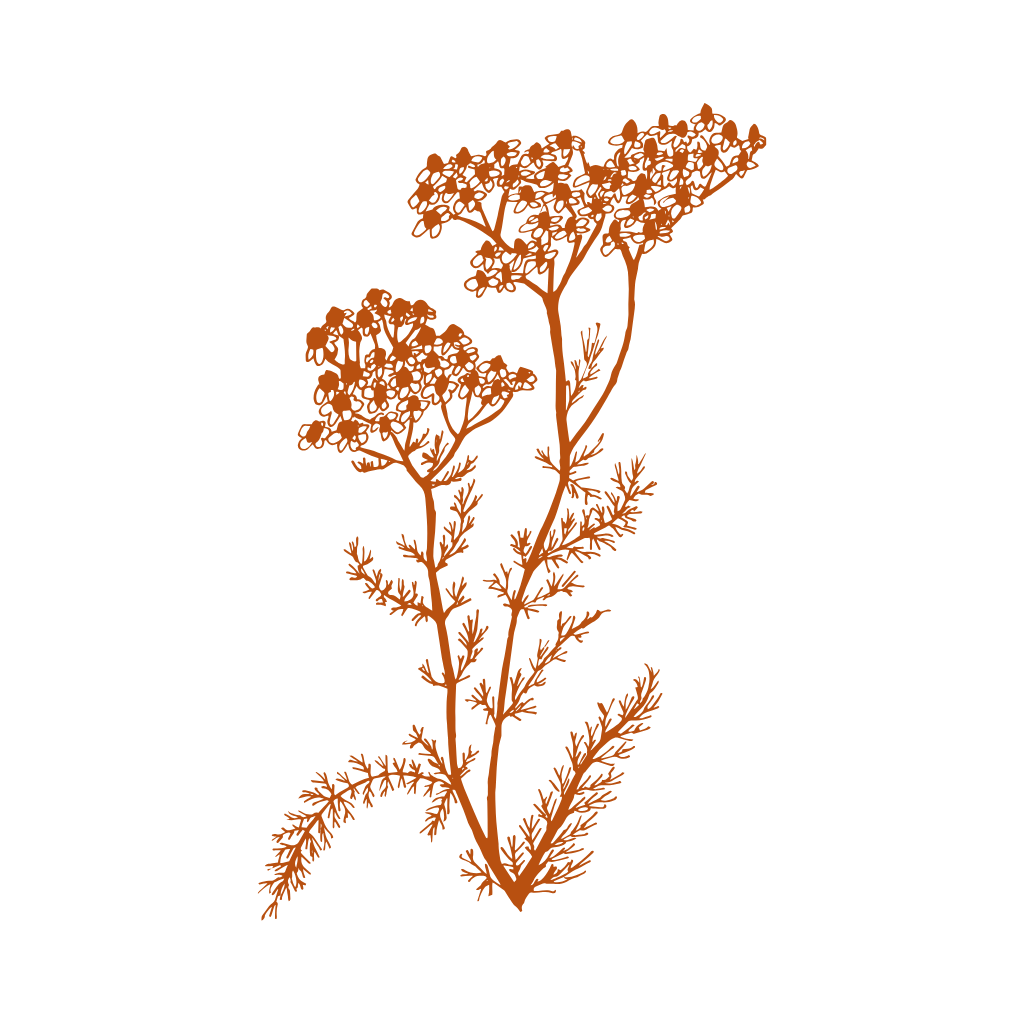 Achillea